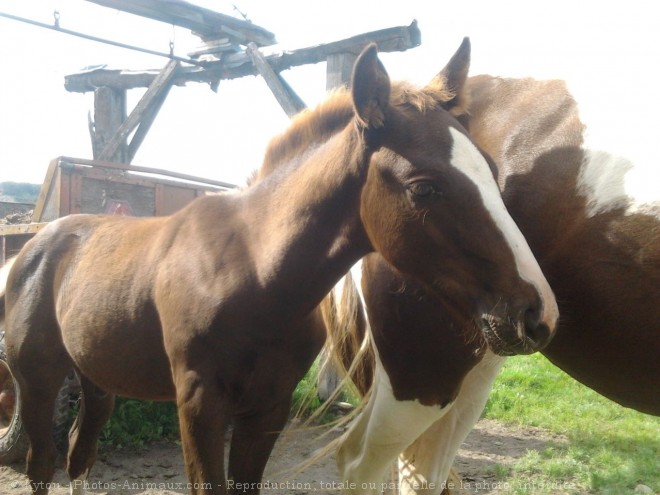 Photo de Quarter horse