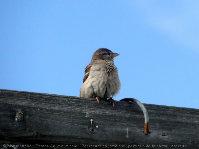 Photo de Moineau