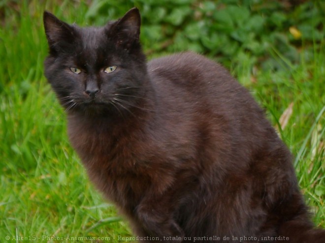 Photo de Chat domestique