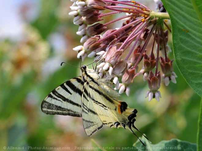 Photo de Papillon - flamb