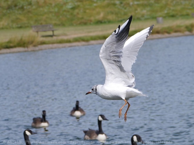 Photo de Mouette