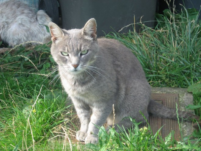 Photo de Chat domestique