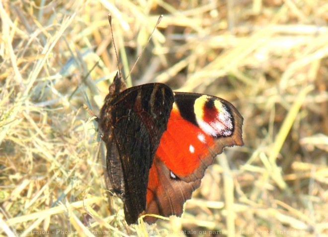 Photo de Papillon - paon du jour