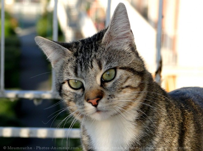 Photo de Chat domestique