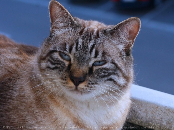 Photo de Chat domestique