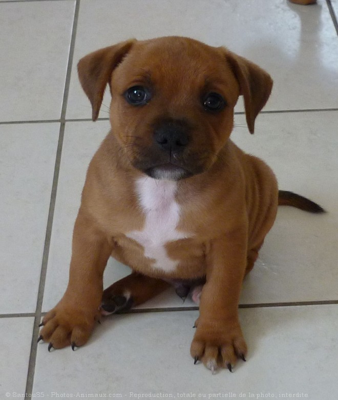 Photo de Staffordshire bull terrier