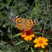 Photo de Papillon - belle-dame