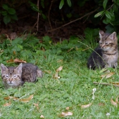 Photo de Chat domestique