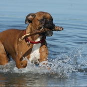 Photo de Boxer