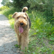 Photo d'Airedale terrier