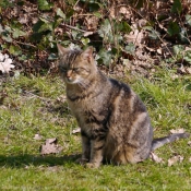 Photo de Chat domestique