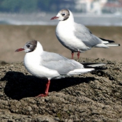 Photo de Mouette