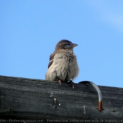 Photo de Moineau