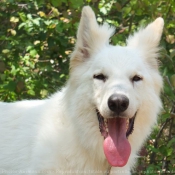 Photo de Berger blanc suisse