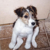 Photo de Fox terrier  poil dur