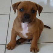 Photo de Staffordshire bull terrier