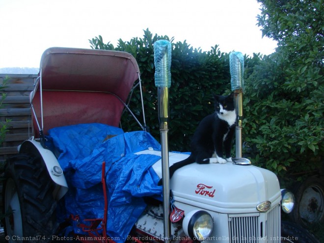 Photo de Chat domestique