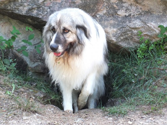 Photo de Chien de montagne des pyrnes