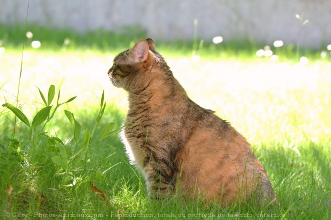 Photo de Chat domestique