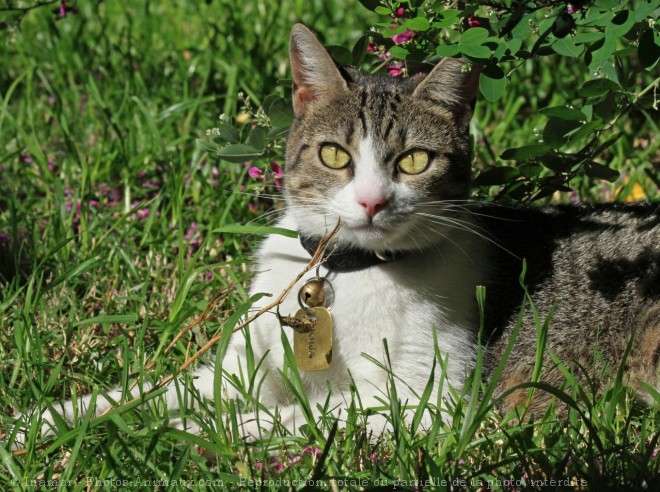 Photo de Chat domestique