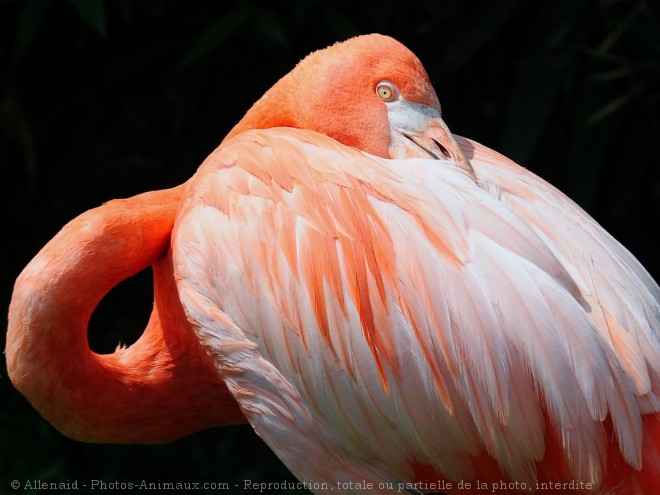 Photo de Flamand rose