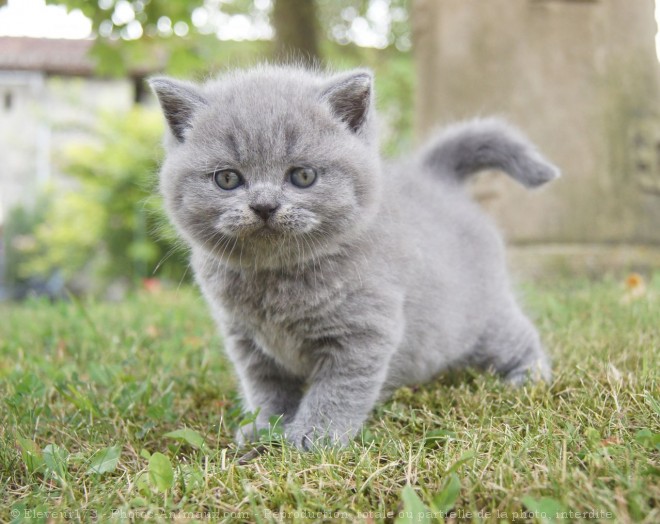 Photo de British shorthair