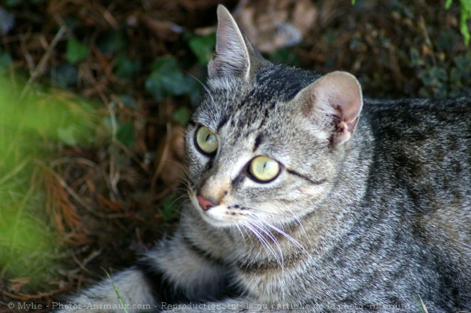 Photo de Chat domestique