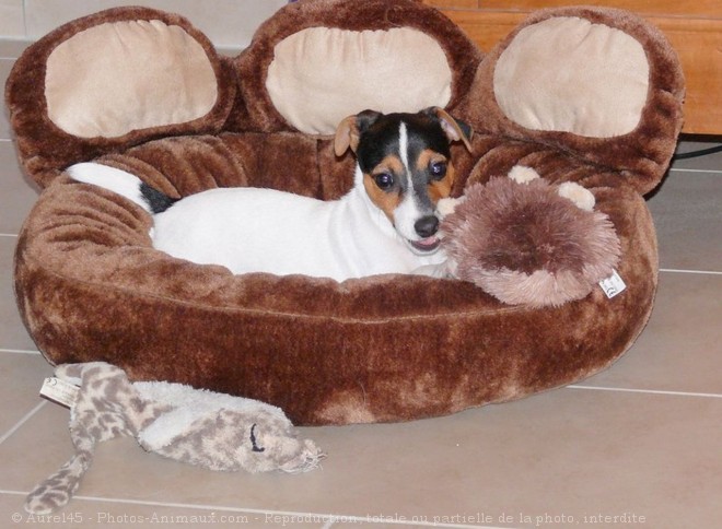 Photo de Jack russell terrier