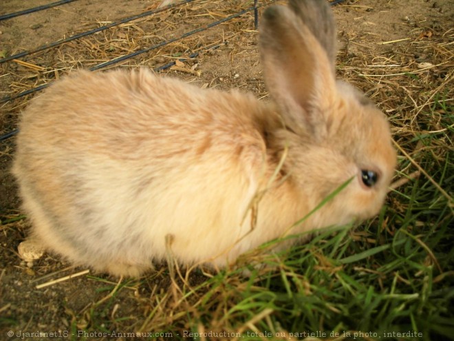 Photo de Lapin