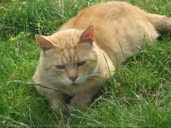 Photo de Chat domestique