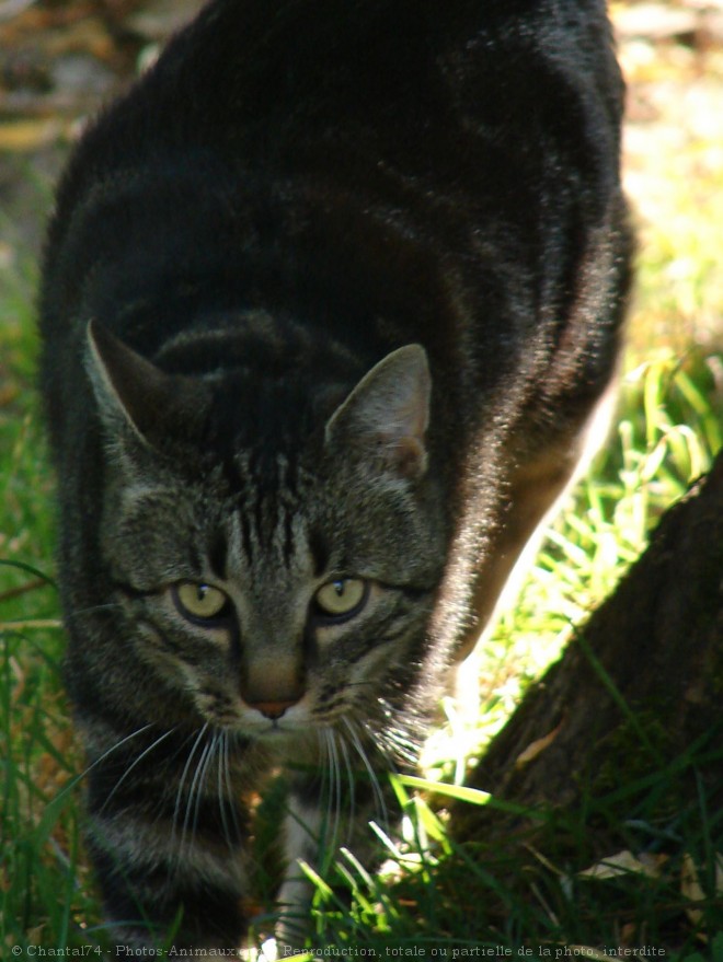 Photo de Chat domestique