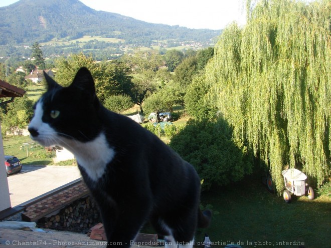 Photo de Chat domestique