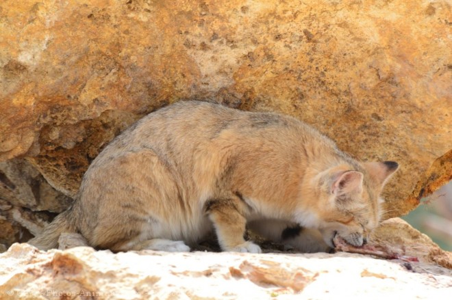 Photo de Chat des sables