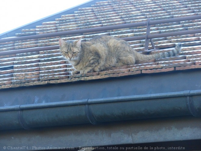 Photo de Chat domestique