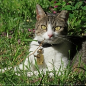 Photo de Chat domestique