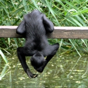 Photo de Singe