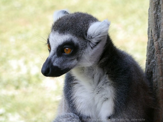 Photo de Lmurien - maki catta