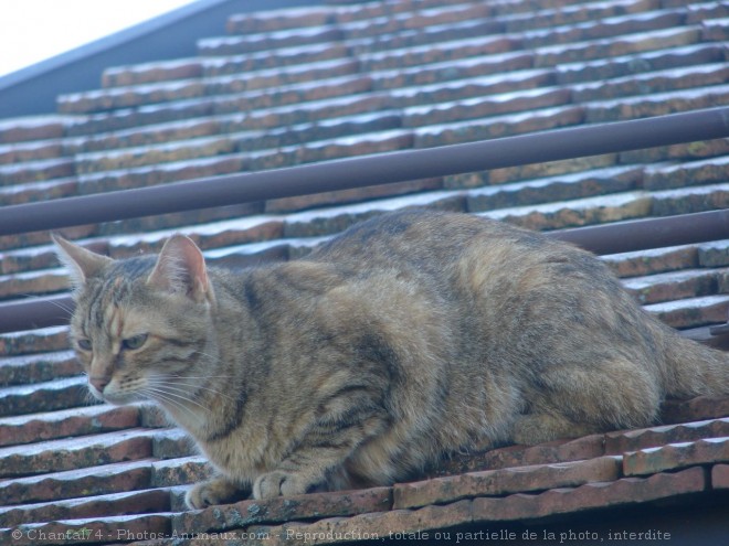 Photo de Chat domestique