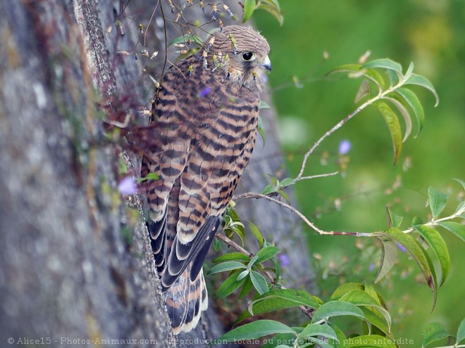 Photo de Faucon  crcerelle