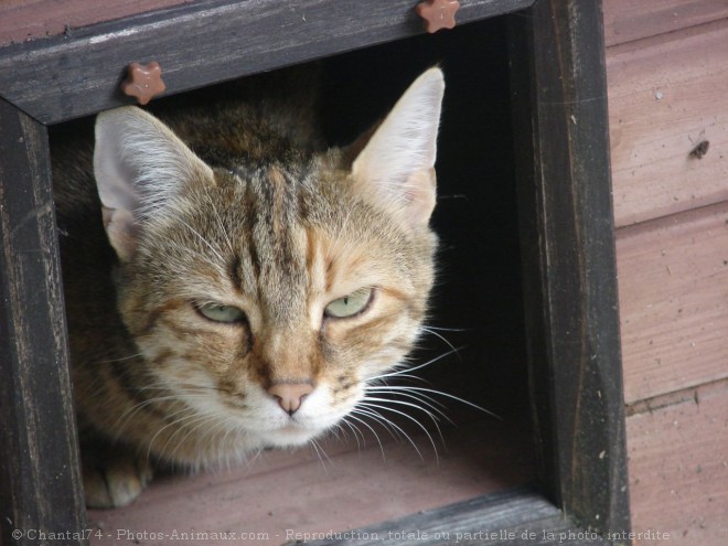 Photo de Chat domestique