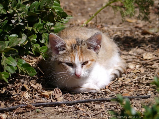 Photo de Chat domestique