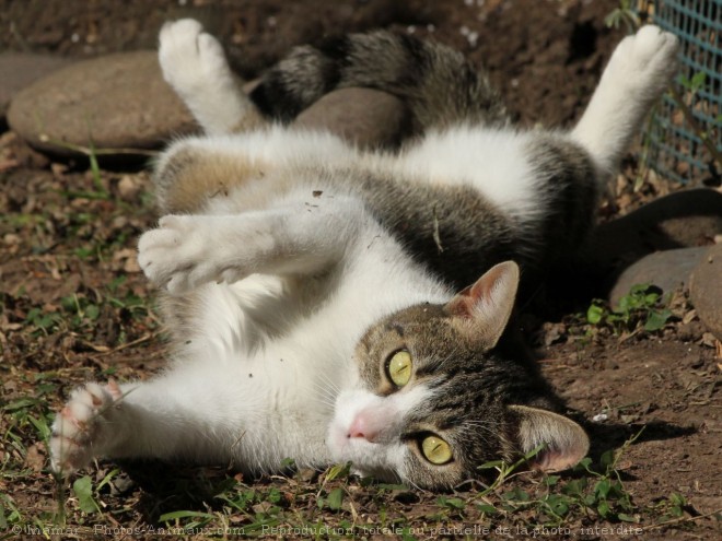 Photo de Chat domestique