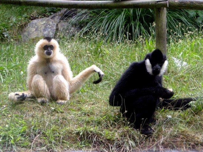 Photo de Singe - gibbon