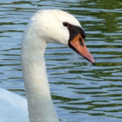 Photo de Cygne