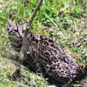 Photo de Chat margay