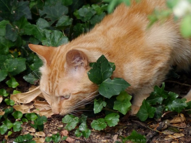 Photo de Chat domestique