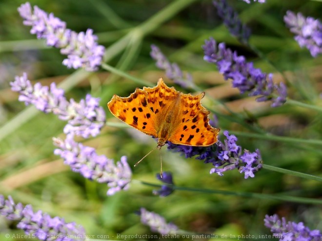 Photo de Papillon