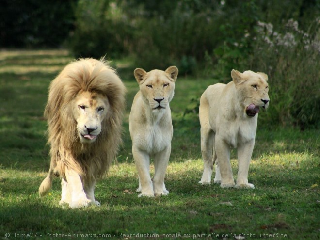 Photo de Lion