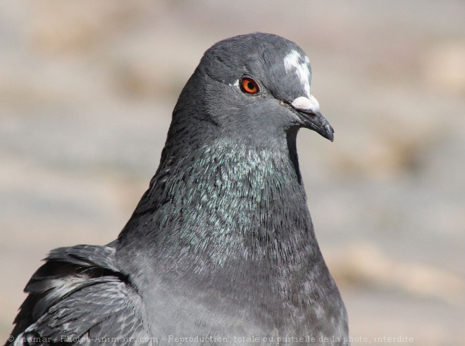 Photo de Pigeon