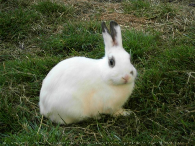 Photo de Lapin